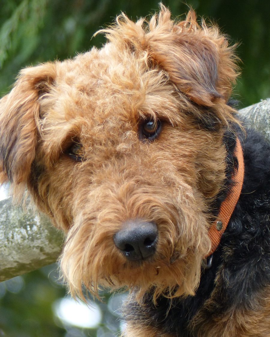 Terrier Airedale, tête levée en extérieur