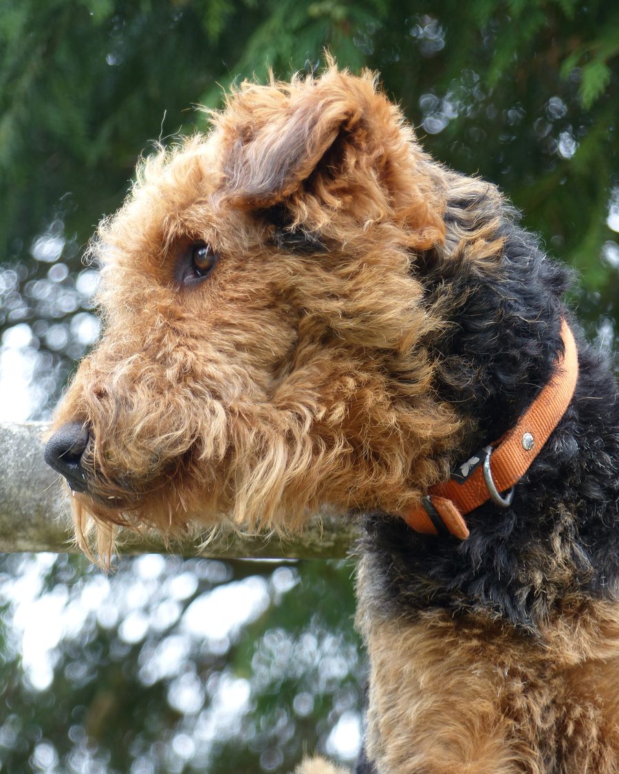 Terrier Airedale adulte, portrait en extérieur