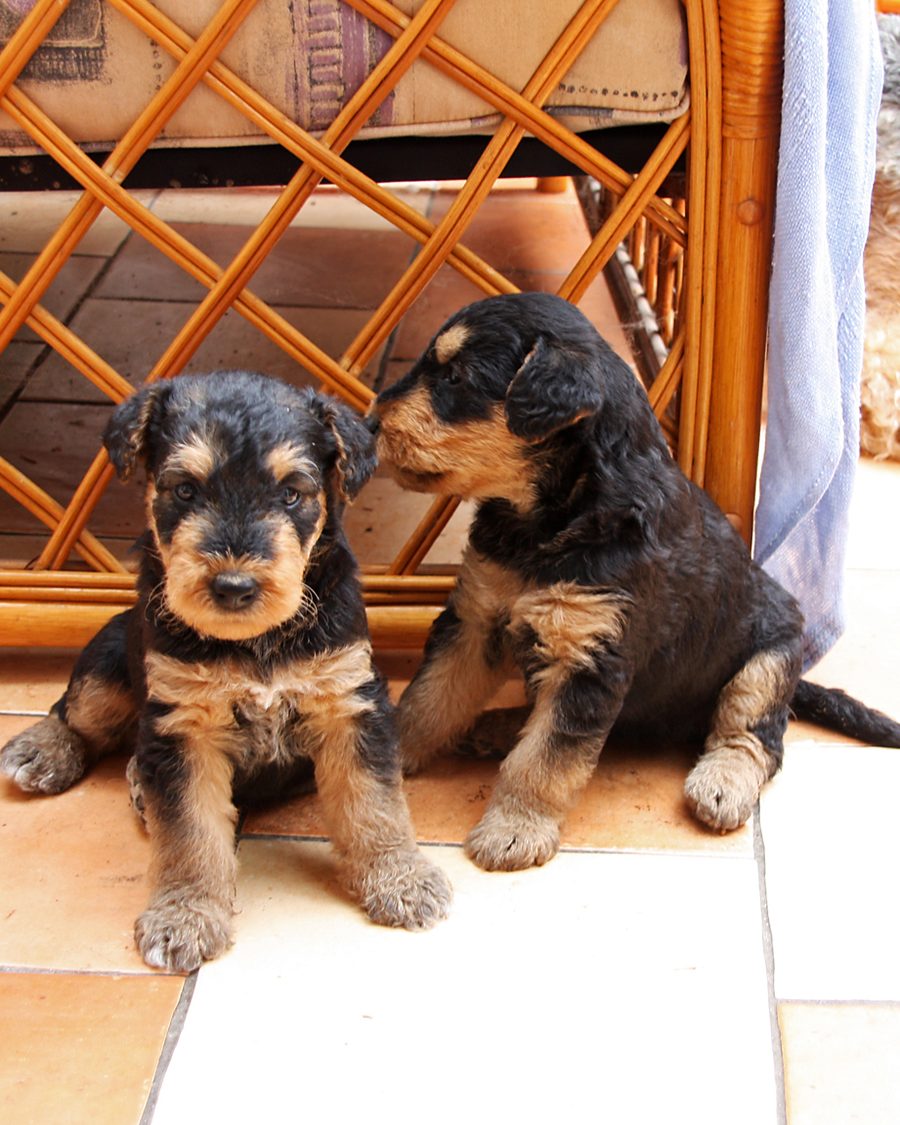 Deux chiots terriers Airedale assis ensemble