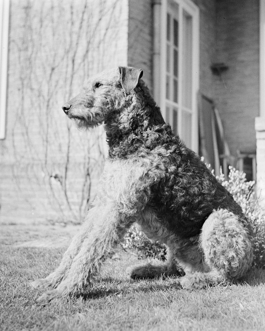 Terrier Airedale assis devant une maison, photo d'époque