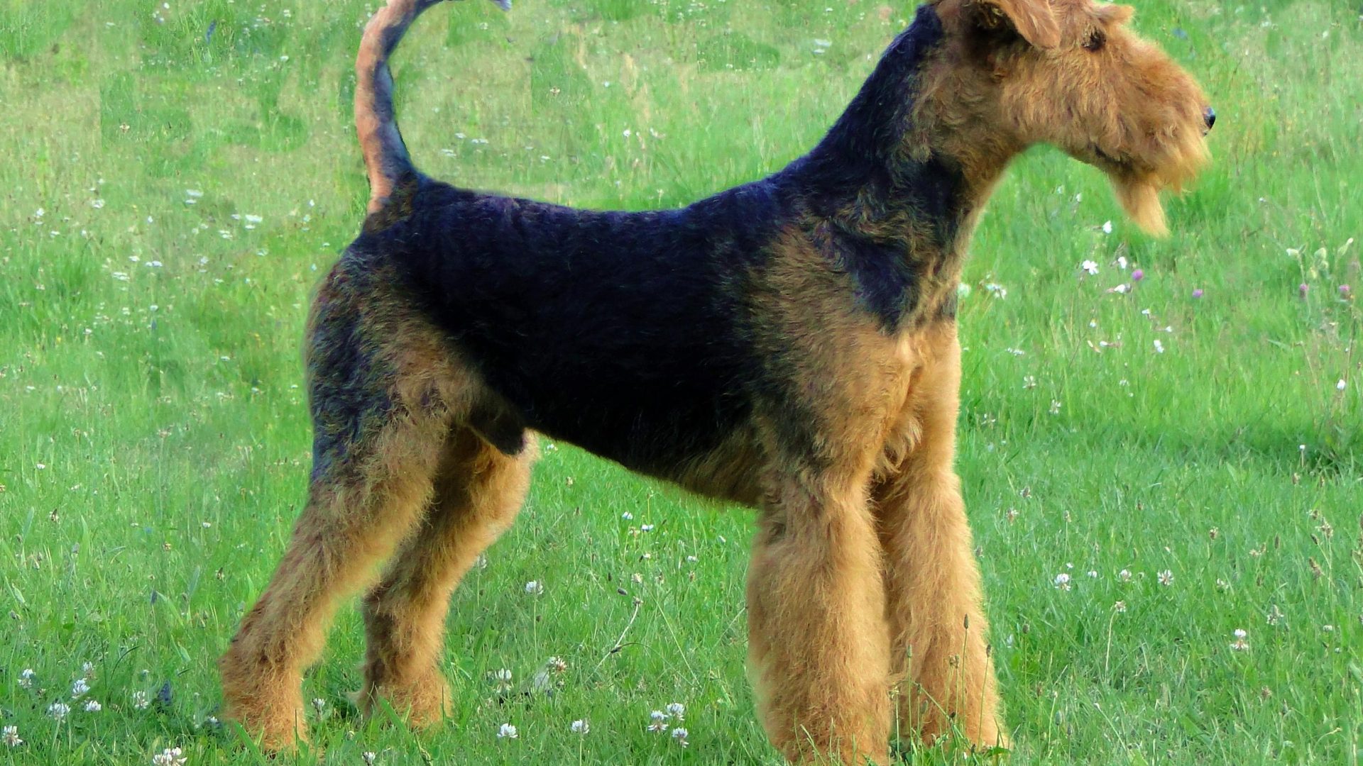 Terrier Airedale debout dans un pré fleuri